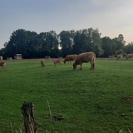 Tiny Gaumaise - Tiny House A Tatil Evi *